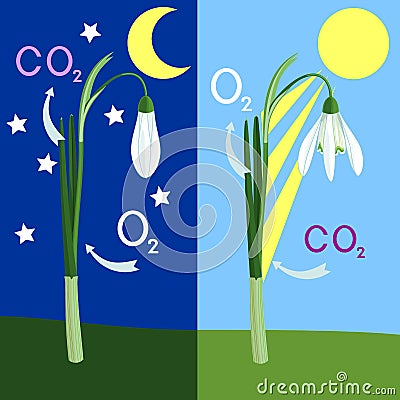 Scheme of plant photosynthesis on example of snowdrop Galanthus nivalis. Vector Illustration
